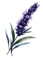 Purple lavender sprig with green leaves in watercolor style on white background, isolated botanical illustration for stationery and home decor designs.