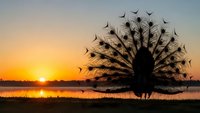 Majestic peacock silhouette displaying full plumage against golden sunset over serene lake with flying birds creating dramatic wildlife scene for nature photography.