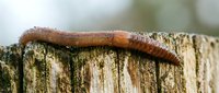 Brown earthworm crawling on weathered wooden fence post with moss and lichen growth in natural outdoor garden environment for composting education.