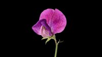 Purple sweet pea flower with delicate petals and green stem, isolated on transparent background, ready for stickers, t-shirt design, print on demand, and sublimation.