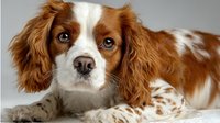 Adorable red and white Cavalier King Charles Spaniel dog with expressive brown eyes lying down on neutral background, purebred canine companion pet portrait.