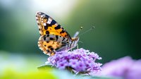 Painted Lady butterfly with orange and black wings perched on purple wildflower against soft green background, macro nature photography shows delicate details.