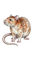 Brown and white mouse with detailed fur texture, pink ears and tail, isolated on white background for design use such as clipart, children's illustrations, educational materials, and merchandise applications.