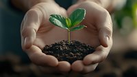 Young green seedling with fresh leaves growing in soil, held gently in cupped hands, symbolizing growth, nurturing, and environmental care.