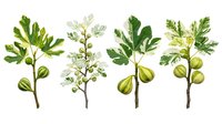 Botanical illustration of fig tree branches with green leaves, white flowers and fresh figs isolated on white background for design projects.