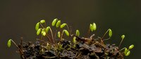 Green seedlings sprouting from dark soil showing new life and growth in nature. Fresh plant shoots emerging from earth representing spring rebirth and development.