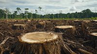 Deforested landscape with tree stumps and cleared land against distant forest background shows environmental impact of logging and habitat destruction.