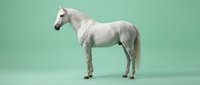 White horse standing in profile on mint green background isolated for design projects and commercial use.