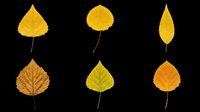 Six autumn leaves in yellow and orange tones, isolated on transparent background. Ready for T-shirt design, stickers, clipart, sublimation, and print on demand use.