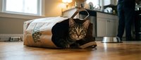Tabby cat playing inside brown paper bag on wooden floor in bright kitchen with natural light and home furnishings.