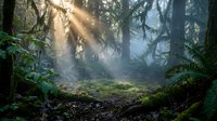 Misty forest woodland with sunlight rays filtering through dense trees, moss-covered ground, and lush green vegetation creating atmospheric natural landscape scenery.
