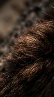 Close-up of dark brown animal fur with fine texture and natural light highlighting individual strands, suitable for wildlife, nature, and texture backgrounds.