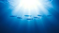 Silhouettes of fish swimming in deep blue ocean waters with dramatic sunlight rays penetrating through surface, creating ethereal underwater atmosphere.