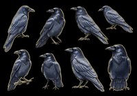 Eight dark ravens in various poses, isolated on transparent background. Ready for Halloween clipart, stickers, t-shirt design, print on demand, and sublimation projects.