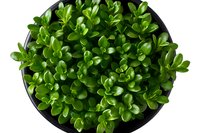 Fresh green succulent plant with small oval leaves growing in round black pot viewed from above, suitable for garden and interior decoration purposes.