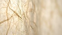 Close-up of delicate bare tree branches with soft golden light creating warm bokeh background for natural seasonal design projects.