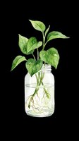 Watercolor illustration of fresh green plant with heart-shaped leaves in glass jar with water and visible roots, isolated on transparent background. Ready for clipart, t-shirt design, stickers, print-on-demand, and sublimation projects.