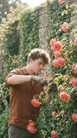 Young Caucasian male gardener pruning pink roses with shears in a lush garden, wearing gloves and a brown shirt, surrounded by blooming climbing roses.