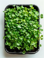 Fresh microgreens growing in black container, vibrant green sprouts with round leaves densely packed, organic healthy food concept for restaurant menu.