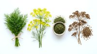 Fennel herb bundle with yellow flowers, dried seeds and ground powder isolated on white background for culinary and herbal medicine design projects.