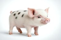 Spotted piglet with pink skin and black markings standing on white background, side view portrait of young domestic pig isolated for agricultural and farming designs.
