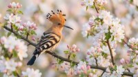 Hoopoe bird with distinctive crest perched on blooming apple tree branch with pink and white flowers in spring garden setting.