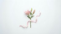 Pink carnation flower with flowing ribbon on white background for wedding invitations, greeting cards and romantic design projects.