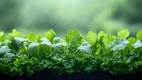 Fresh parsley leaves with water drops growing in garden, green herbs on dark soil against blurred natural background, macro photography for cooking design.