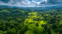 Lush tropical landscape with rolling green hills, palm trees and dramatic clouds over mountain range, aerial view showing vibrant jungle and meadows in sunlight.