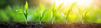 Young green plant seedlings growing in sequence from soil with sunlight and natural bokeh background showing growth and agriculture concept.