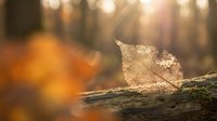 Frost-covered leaf resting on a moss-covered log with warm sunlight filtering through blurred forest trees in background, capturing winter nature details.