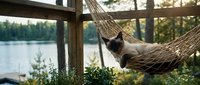Siamese cat relaxing in a rope hammock on a wooden lakeside porch surrounded by lush green trees in warm summer sunlight.