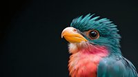 Close up portrait of exotic tropical bird with vibrant turquoise feathers, coral pink breast and orange beak against dark background, showing fine feather detail.