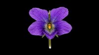 Purple violet flower with detailed petals and yellow center, isolated on transparent background. Ready for stickers, t-shirt design, print on demand, and sublimation projects.
