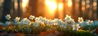 White spring flowers blooming in forest clearing with warm golden sunlight and bokeh background creating peaceful natural scene.