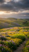 Dramatic sunset over rolling hills covered in vibrant wildflowers and lupines creating colorful spring landscape with moody storm clouds overhead.