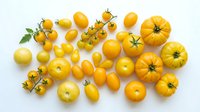 Assorted yellow tomatoes and small oval fruits arranged on white background, including cherry, grape, and heirloom varieties for culinary and design projects.
