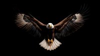 Majestic bald eagle with wings fully spread in flight against dramatic black background, showcasing powerful wingspan and distinctive white head.