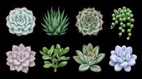 Watercolor succulent plants set isolated on transparent background, ready for stickers, t-shirt design, clipart, print on demand, and sublimation projects.