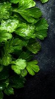 Fresh parsley leaves with water drops on dark stone background, macro view. Green herbs arranged on black surface for cooking and garnishing.