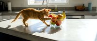 Orange tabby cat playing with toy on kitchen counter, sunlit domestic scene for pet care, lifestyle, and animal behavior content.