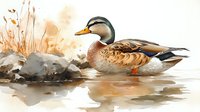 Spot-billed duck swimming in calm water near rocky shore with autumn reeds, watercolor style artwork showing detailed feathers and reflections in soft earth tones.