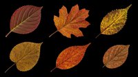 Autumn leaves in various shades of red, orange, yellow, and brown isolated on transparent background. Ready for clipart, t-shirt designs, stickers, sublimation, print-on-demand products and digital crafts.
