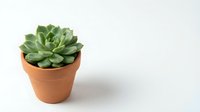 Small green succulent plant in terracotta pot on white background, minimalist home decor and gardening concept for interior design projects.