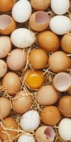 Fresh farm eggs in various natural shades from white to brown, with broken shells and bright yolk, arranged on straw. Perfect for food blogs, cooking websites, and organic product marketing.