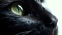 Close-up of black cat with striking green eyes and detailed fur texture. Feline portrait showing whiskers and nose in sharp focus for pet photography.