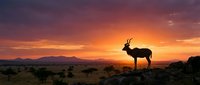 Silhouette of antelope standing on rocky outcrop against dramatic orange and purple sunset sky over African savanna landscape with acacia trees and mountains.