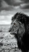 Majestic male lion with flowing mane in black and white portrait showing strength and power in natural wildlife setting for safari and nature themes.