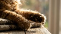Orange tabby cat paws resting on knitted blanket in warm sunlight streaming through window creating cozy domestic pet relaxation scene for home decor.