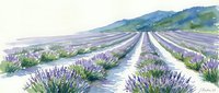 Watercolor lavender field with purple flowers in rows stretching toward distant hills, painted in soft pastel tones for botanical and agricultural themes.